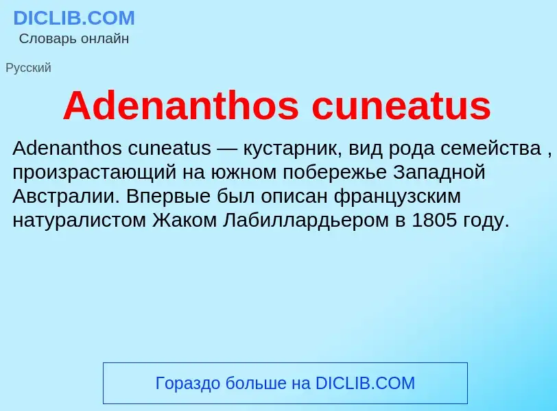 Τι είναι Adenanthos cuneatus - ορισμός