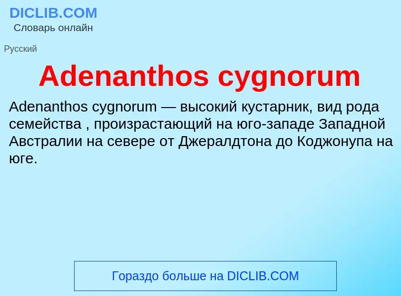 Τι είναι Adenanthos cygnorum - ορισμός