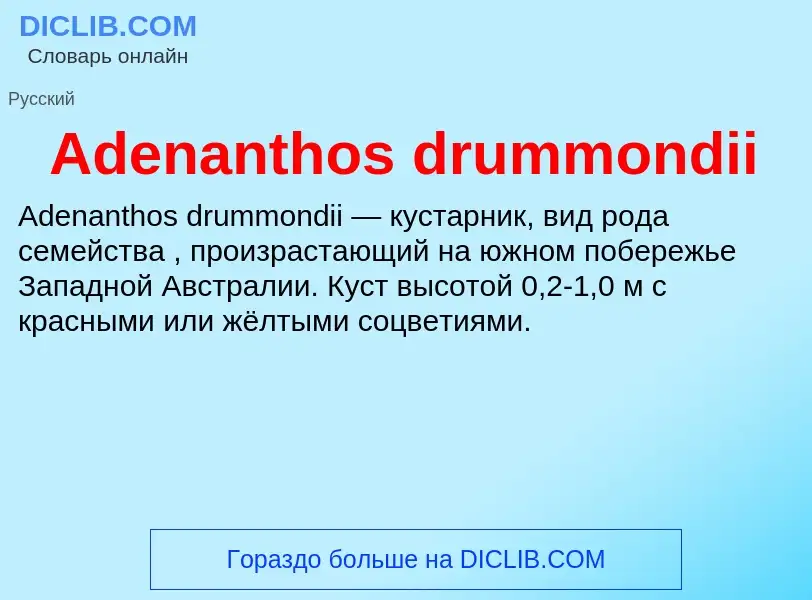 Τι είναι Adenanthos drummondii - ορισμός