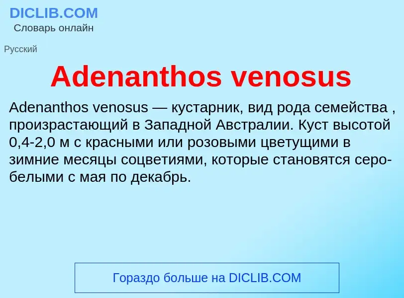 Τι είναι Adenanthos venosus - ορισμός