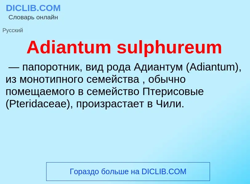 Τι είναι Adiantum sulphureum - ορισμός