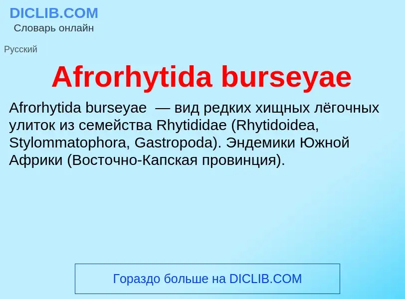 Τι είναι Afrorhytida burseyae - ορισμός