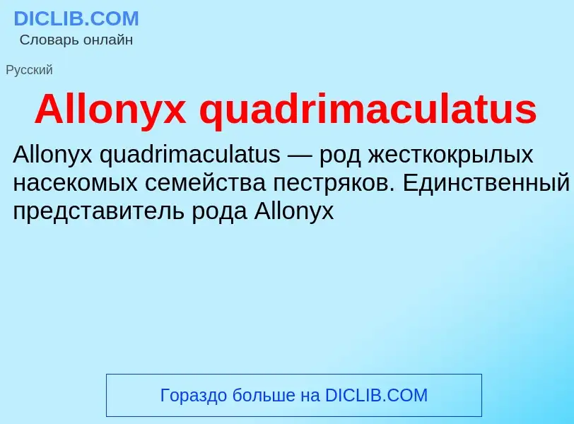 Τι είναι Allonyx quadrimaculatus - ορισμός