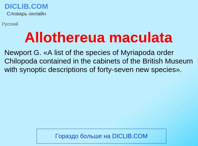 Τι είναι Allothereua maculata - ορισμός