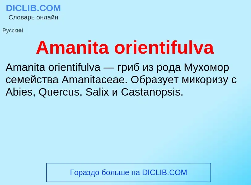 Τι είναι Amanita orientifulva - ορισμός