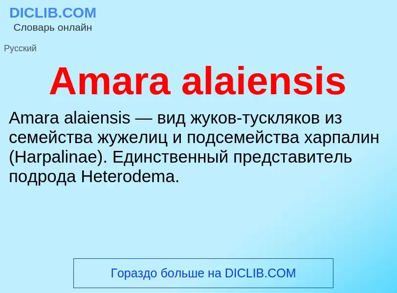 Τι είναι Amara alaiensis - ορισμός