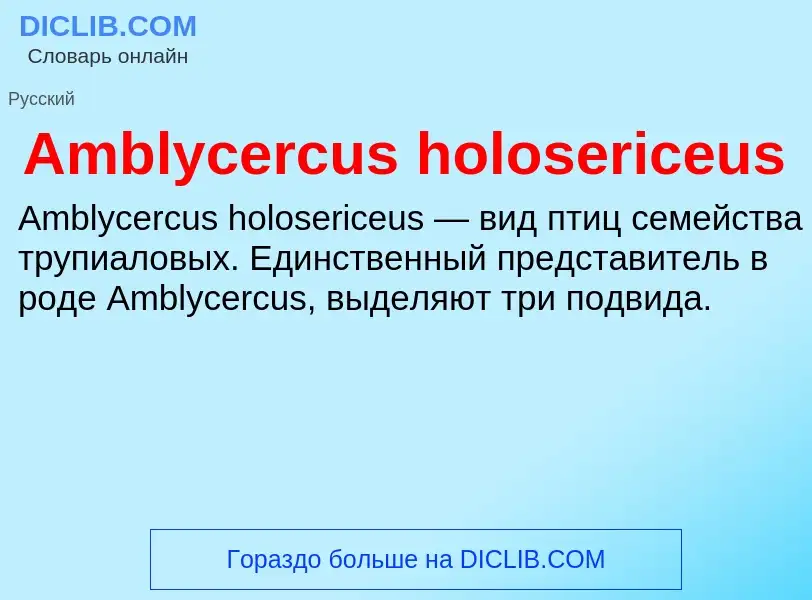 Τι είναι Amblycercus holosericeus - ορισμός