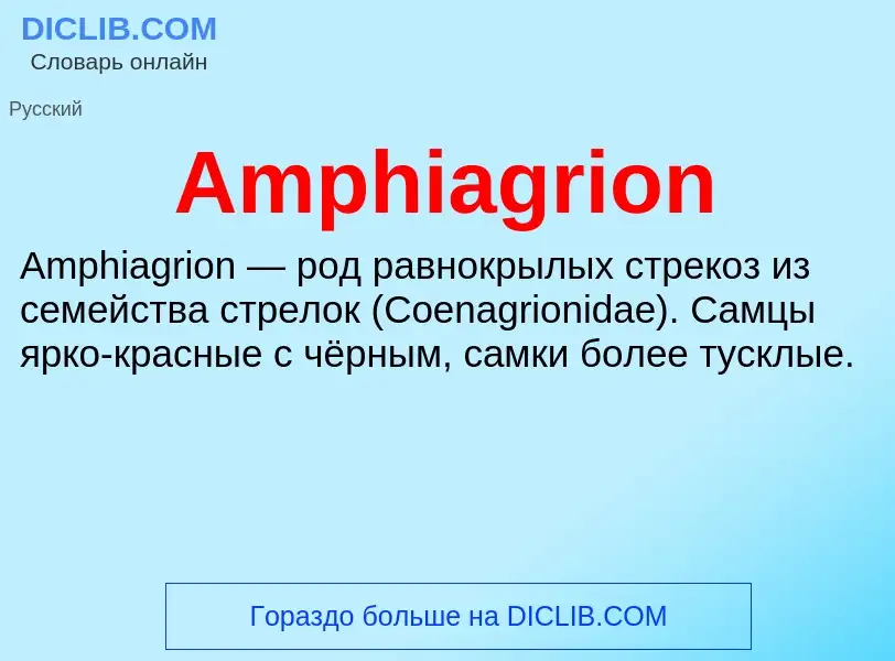 Τι είναι Amphiagrion - ορισμός