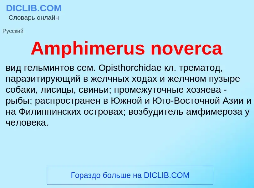 Что такое Amphimerus noverca - определение