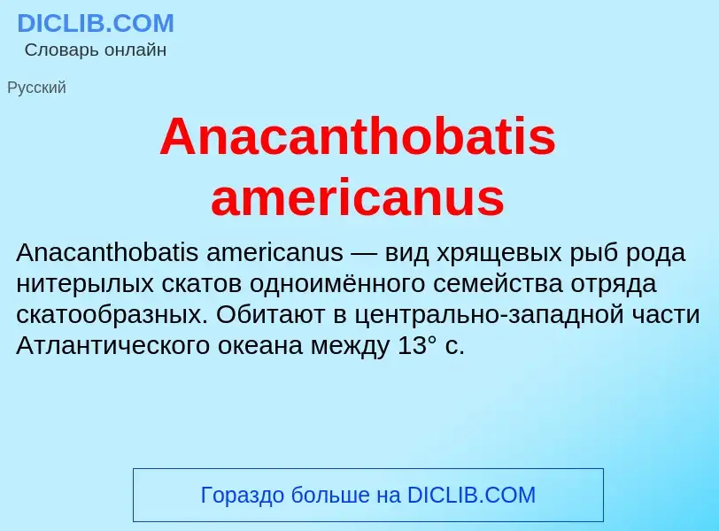 Τι είναι Anacanthobatis americanus - ορισμός