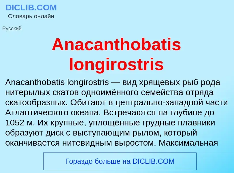 Τι είναι Anacanthobatis longirostris - ορισμός