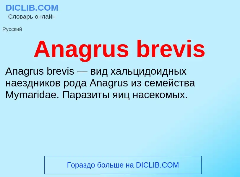 Τι είναι Anagrus brevis - ορισμός