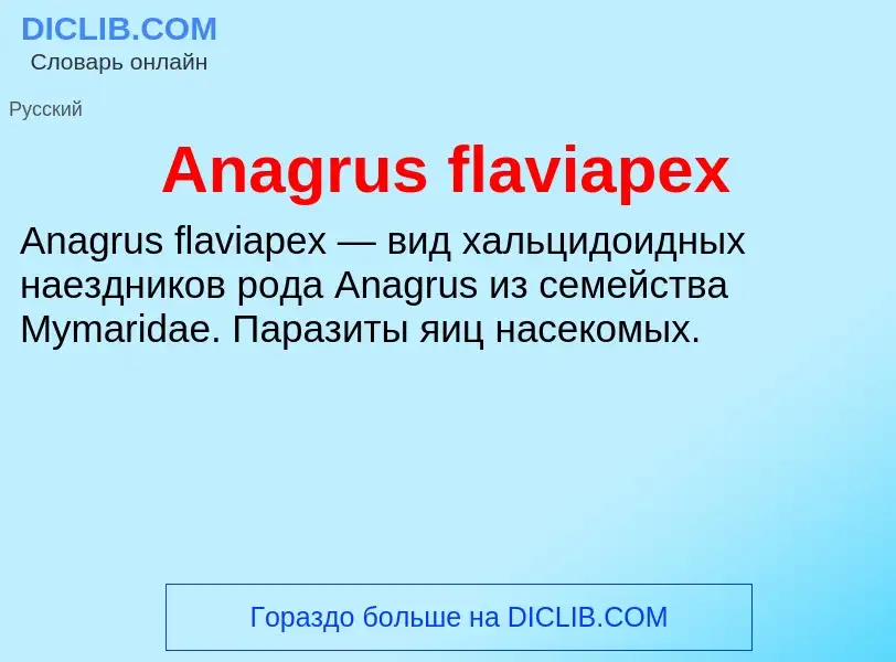 Τι είναι Anagrus flaviapex - ορισμός