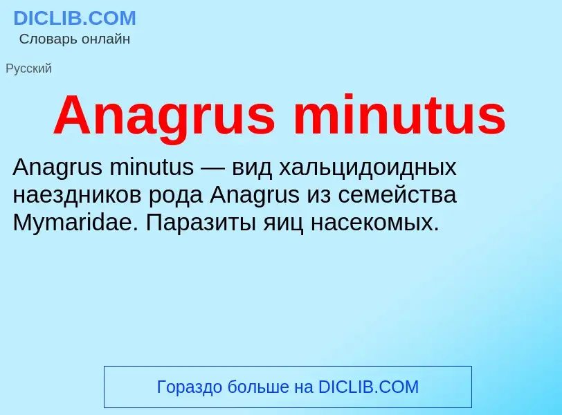 Τι είναι Anagrus minutus - ορισμός