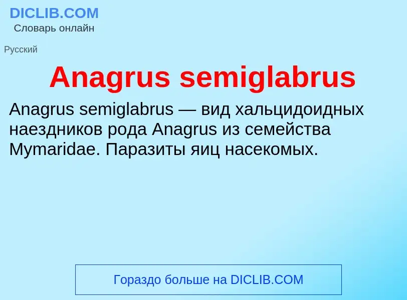 Τι είναι Anagrus semiglabrus - ορισμός