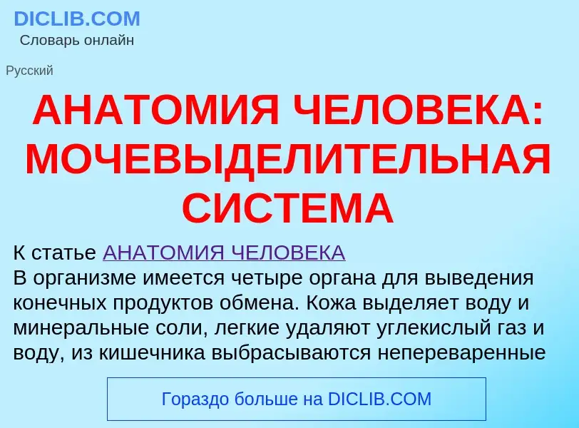 Che cos'è АНАТОМИЯ ЧЕЛОВЕКА: МОЧЕВЫДЕЛИТЕЛЬНАЯ СИСТЕМА - definizione