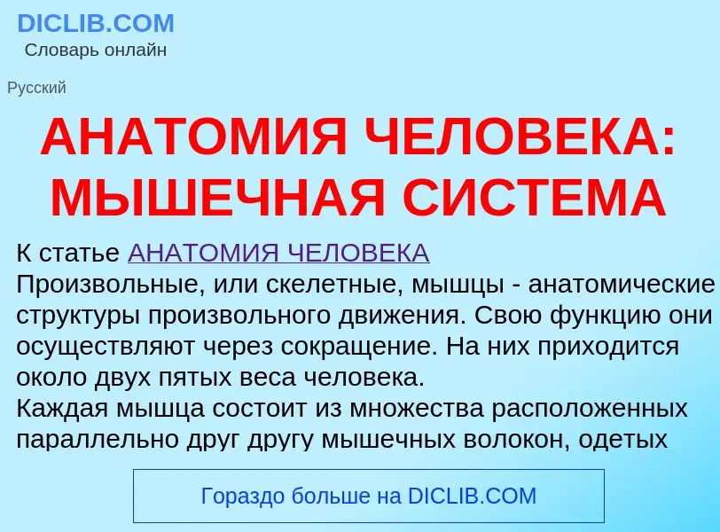 ¿Qué es АНАТОМИЯ ЧЕЛОВЕКА: МЫШЕЧНАЯ СИСТЕМА? - significado y definición