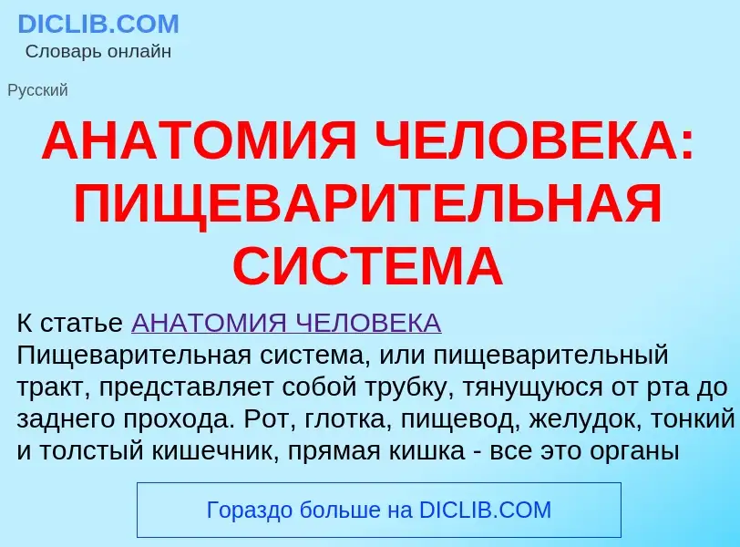 Che cos'è АНАТОМИЯ ЧЕЛОВЕКА: ПИЩЕВАРИТЕЛЬНАЯ СИСТЕМА - definizione