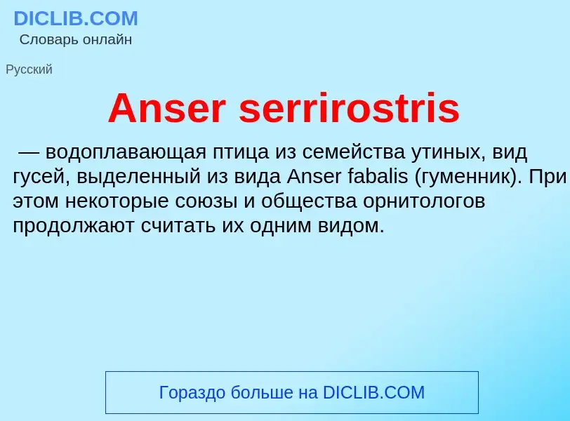 Τι είναι Anser serrirostris - ορισμός