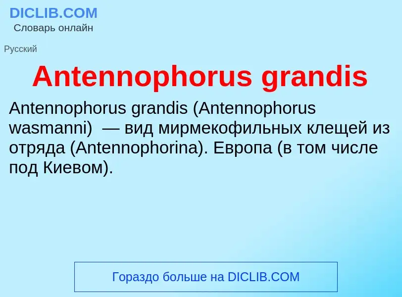 Τι είναι Antennophorus grandis - ορισμός