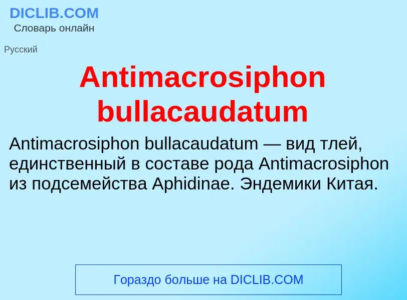 Τι είναι Antimacrosiphon bullacaudatum - ορισμός