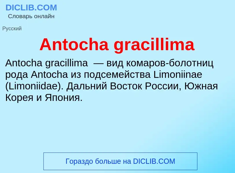 Τι είναι Antocha gracillima - ορισμός