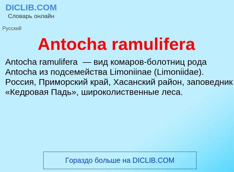 Τι είναι Antocha ramulifera - ορισμός