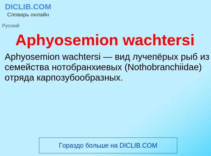 Τι είναι Aphyosemion wachtersi - ορισμός