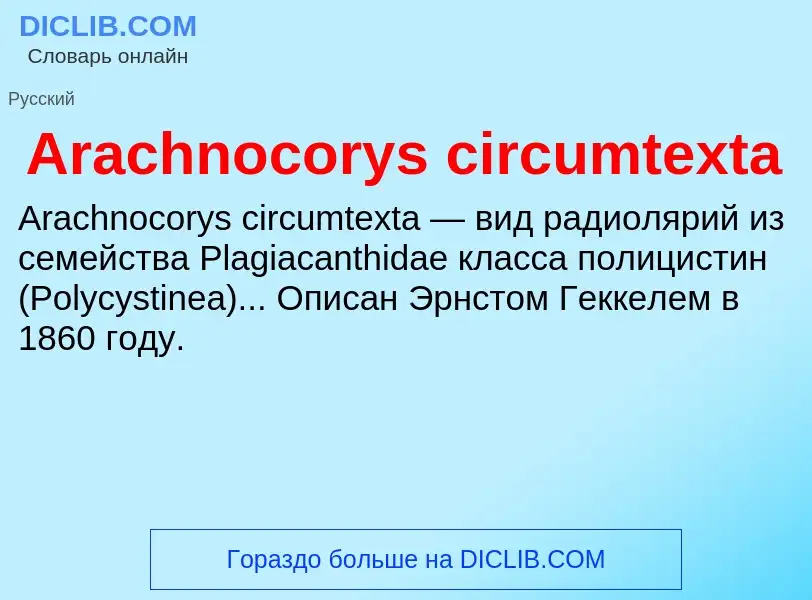 What is Arachnocorys circumtexta - definition