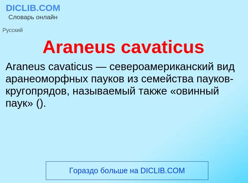 What is Araneus cavaticus - definition