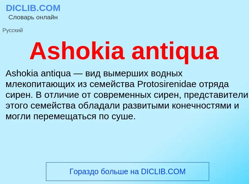 What is Ashokia antiqua - definition