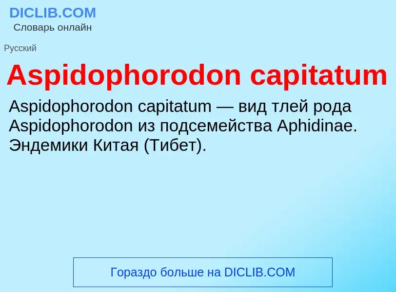 Τι είναι Aspidophorodon capitatum - ορισμός