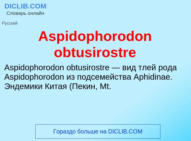 Τι είναι Aspidophorodon obtusirostre - ορισμός