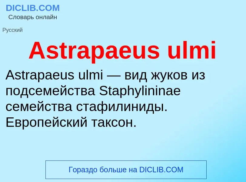 ¿Qué es Astrapaeus ulmi? - significado y definición