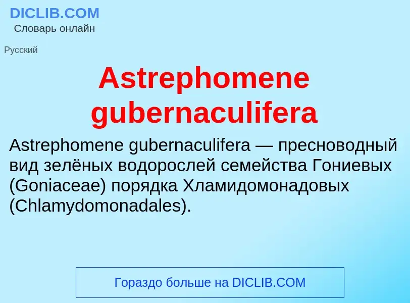 Τι είναι Astrephomene gubernaculifera - ορισμός