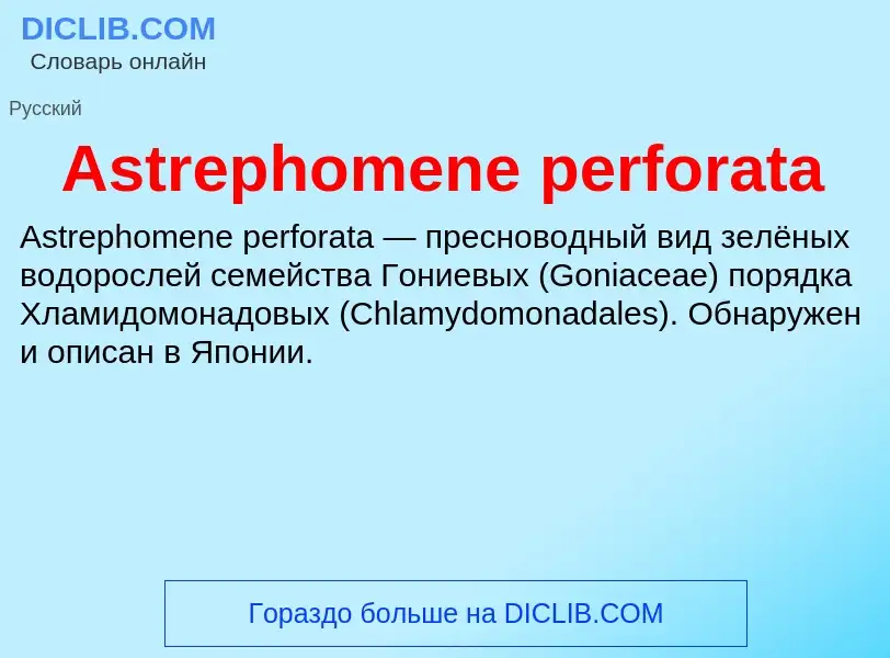 Che cos'è Astrephomene perforata - definizione