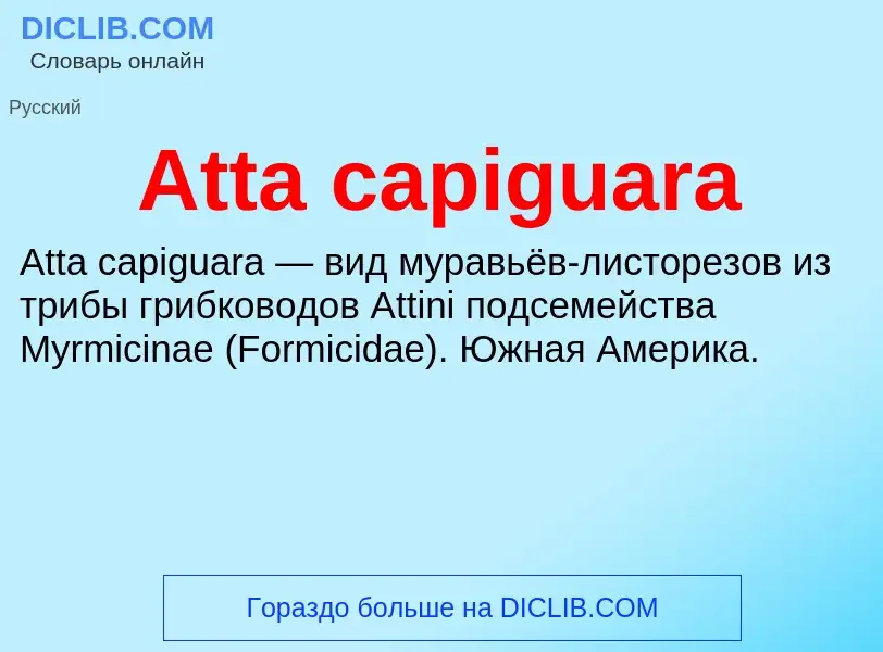 Was ist Atta capiguara - Definition