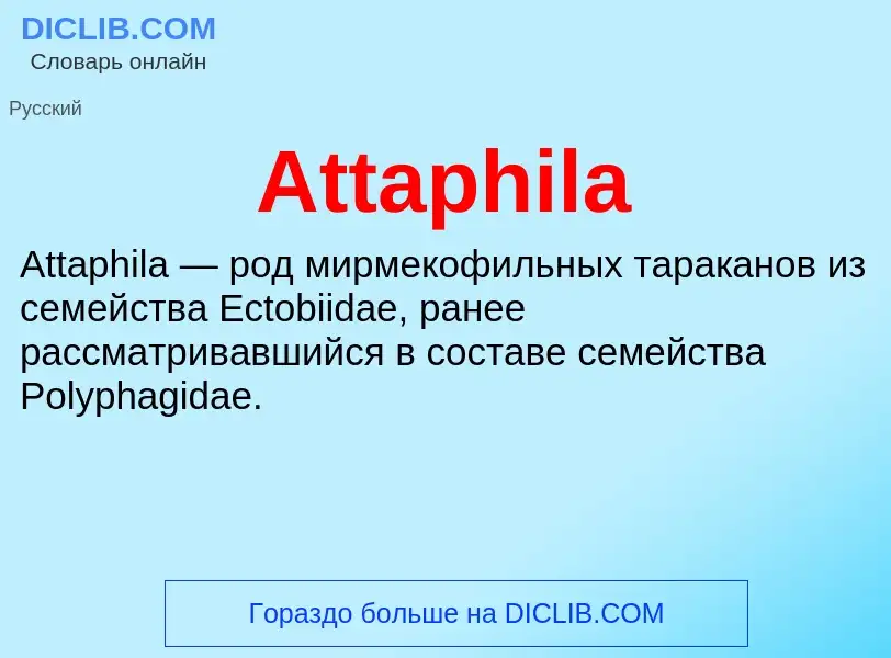 What is Attaphila - meaning and definition