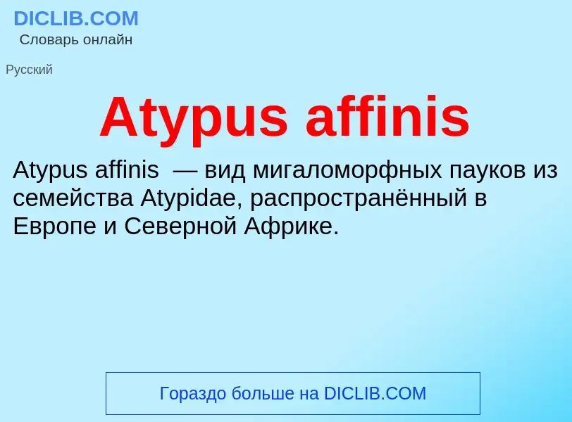 ¿Qué es Atypus affinis? - significado y definición