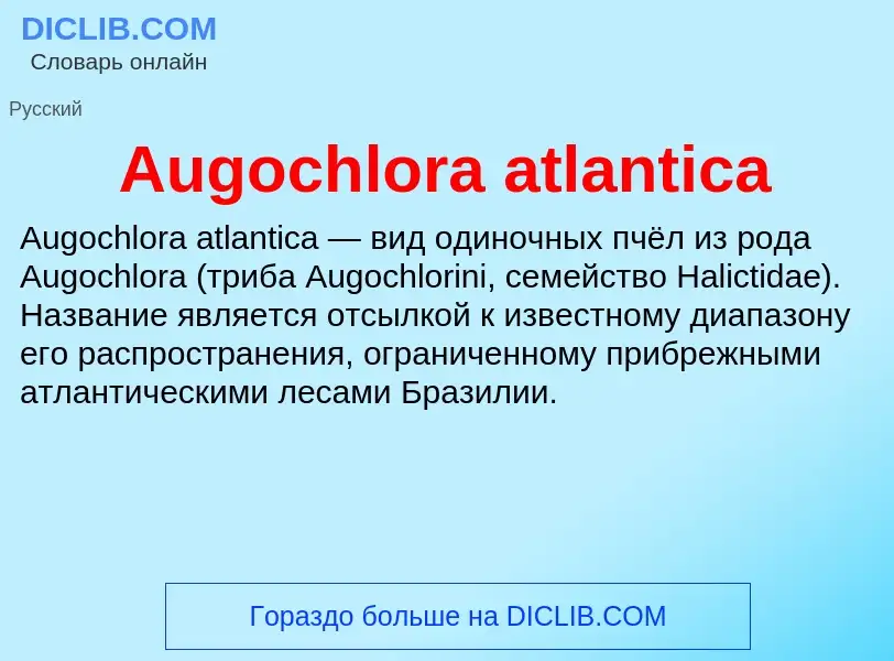 ¿Qué es Augochlora atlantica? - significado y definición