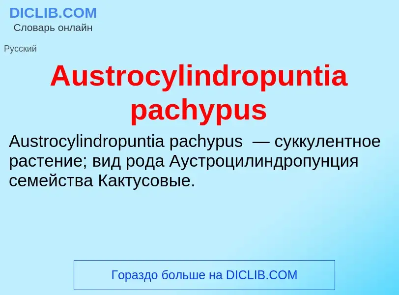 What is Austrocylindropuntia pachypus - definition