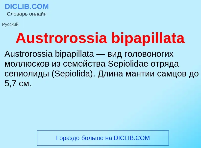 What is Austrorossia bipapillata - definition