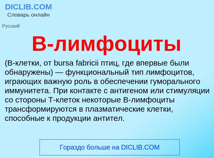 Wat is B-лимфоциты - definition