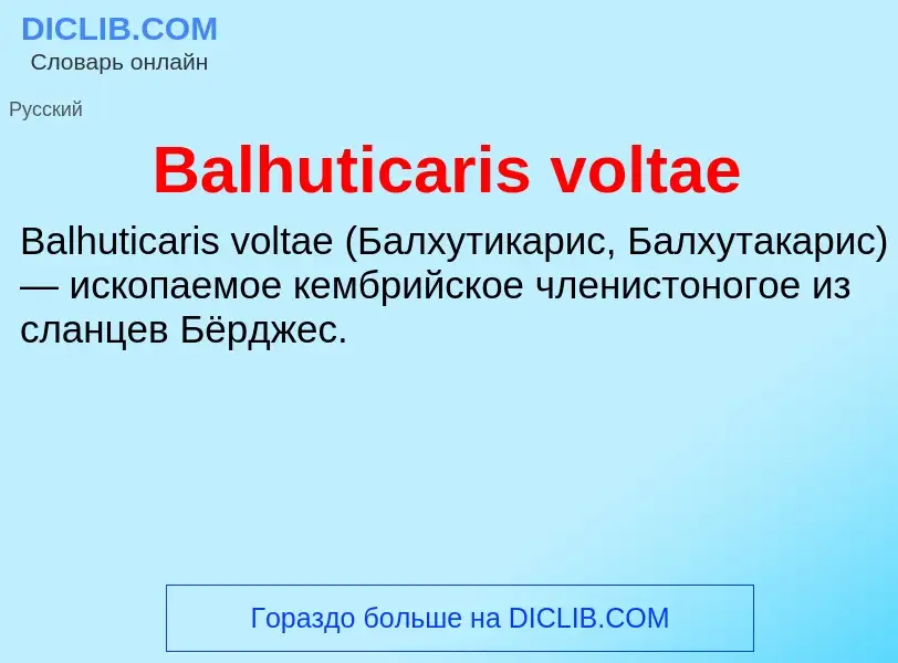 Τι είναι Balhuticaris voltae - ορισμός