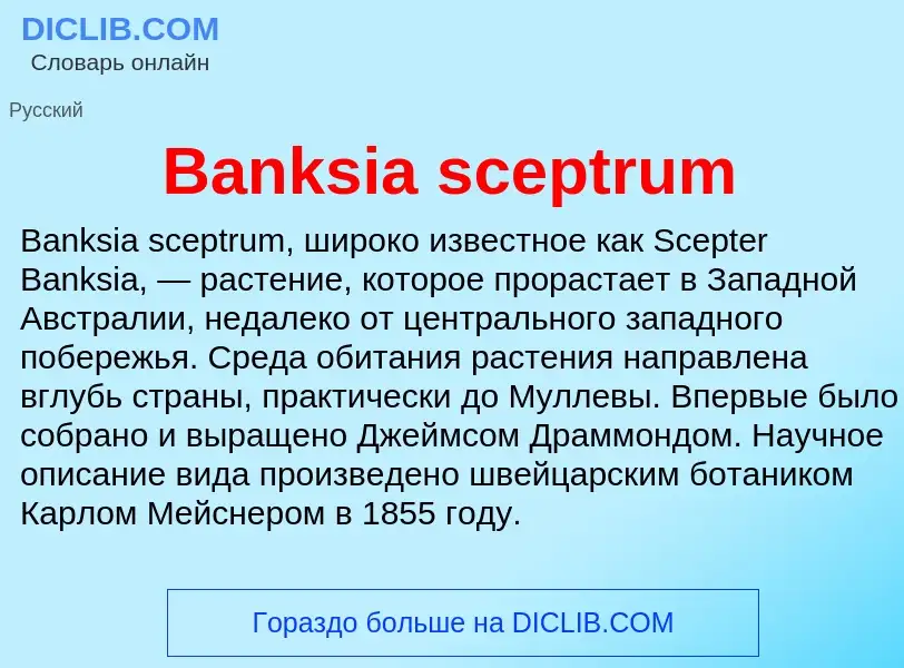 ¿Qué es Banksia sceptrum? - significado y definición