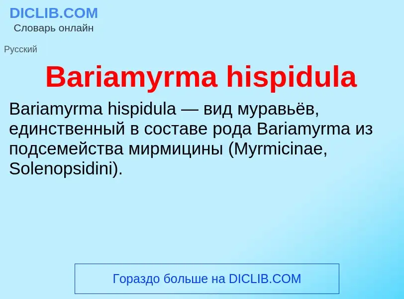 ¿Qué es Bariamyrma hispidula? - significado y definición