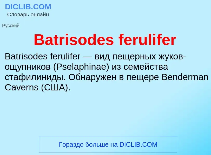 Τι είναι Batrisodes ferulifer - ορισμός