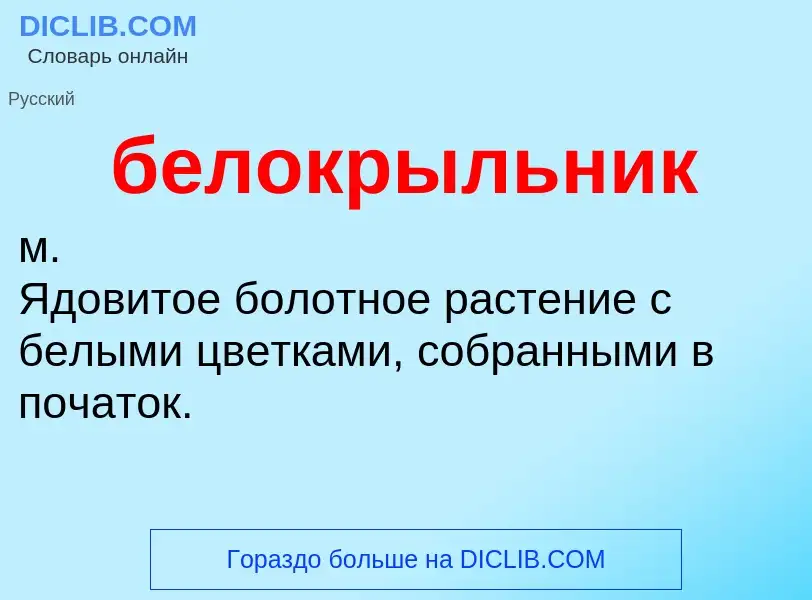 O que é белокрыльник - definição, significado, conceito