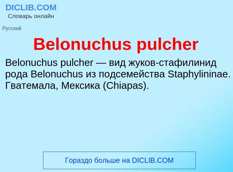 Τι είναι Belonuchus pulcher - ορισμός