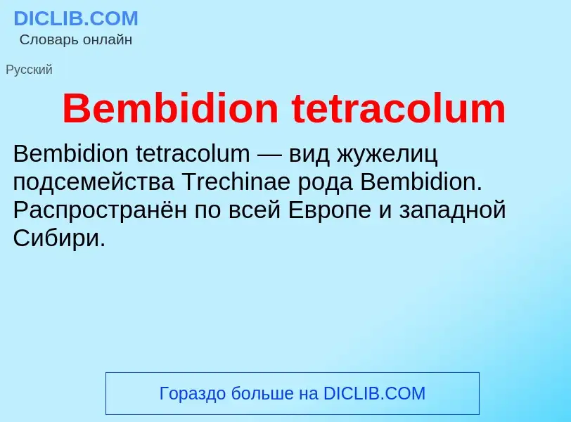 Τι είναι Bembidion tetracolum - ορισμός